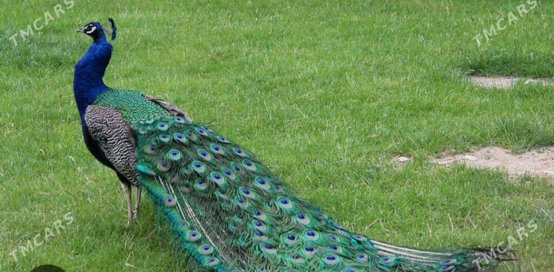 tawus gusy - Türkmenabat - img 2