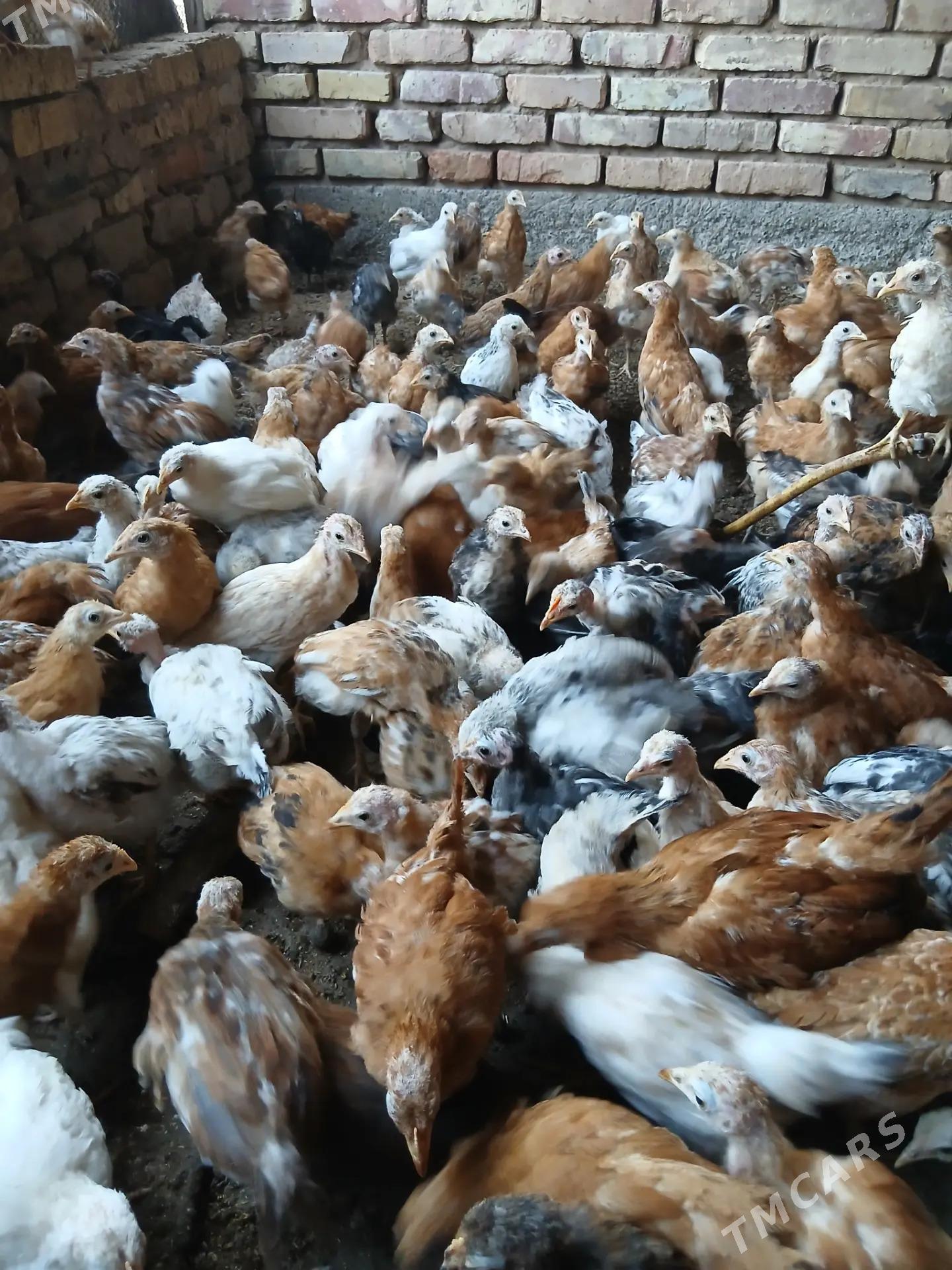 sagdyn jujeler - Babadaýhan - img 4