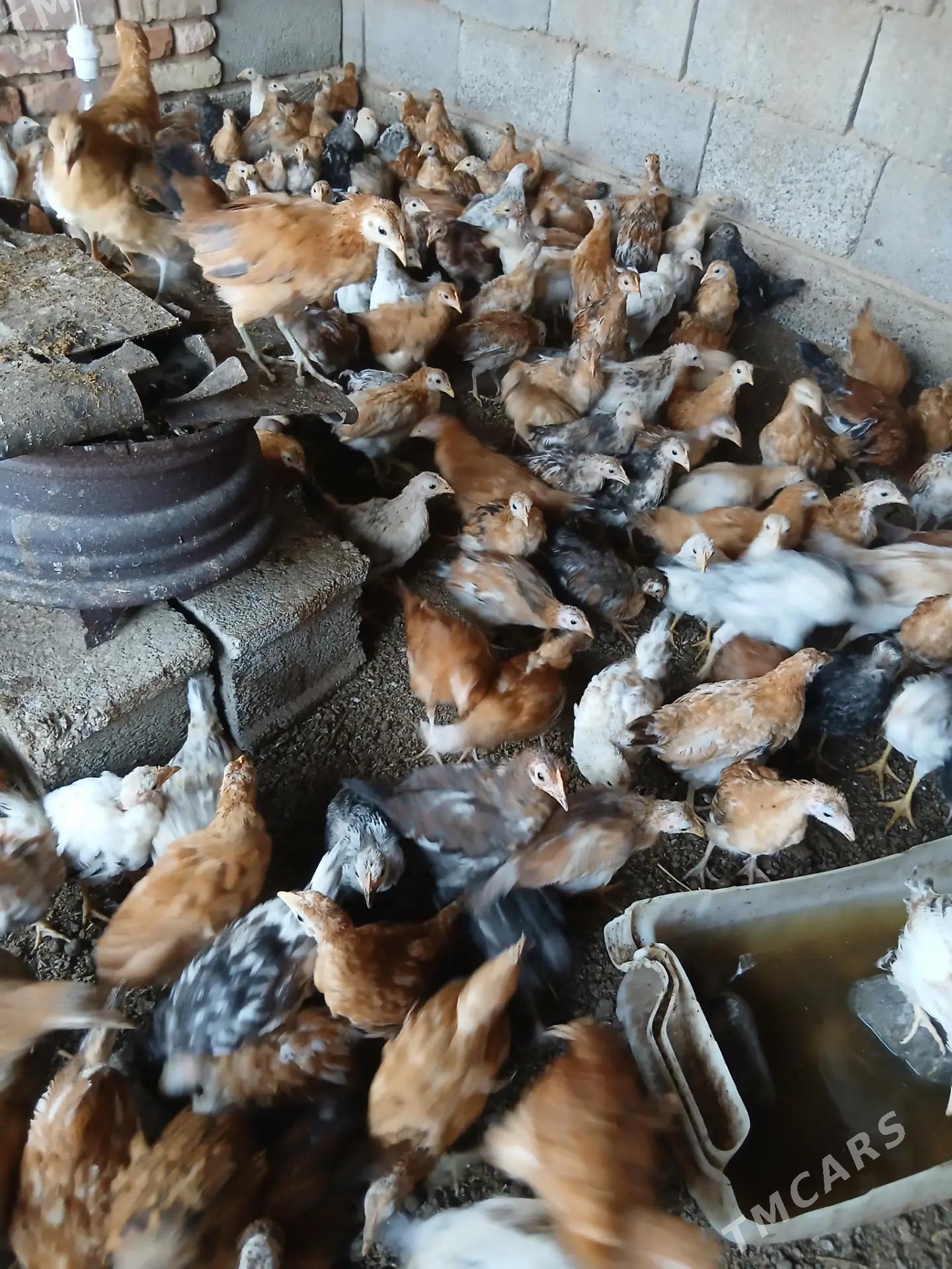 sagdyn jujeler - Babadaýhan - img 5