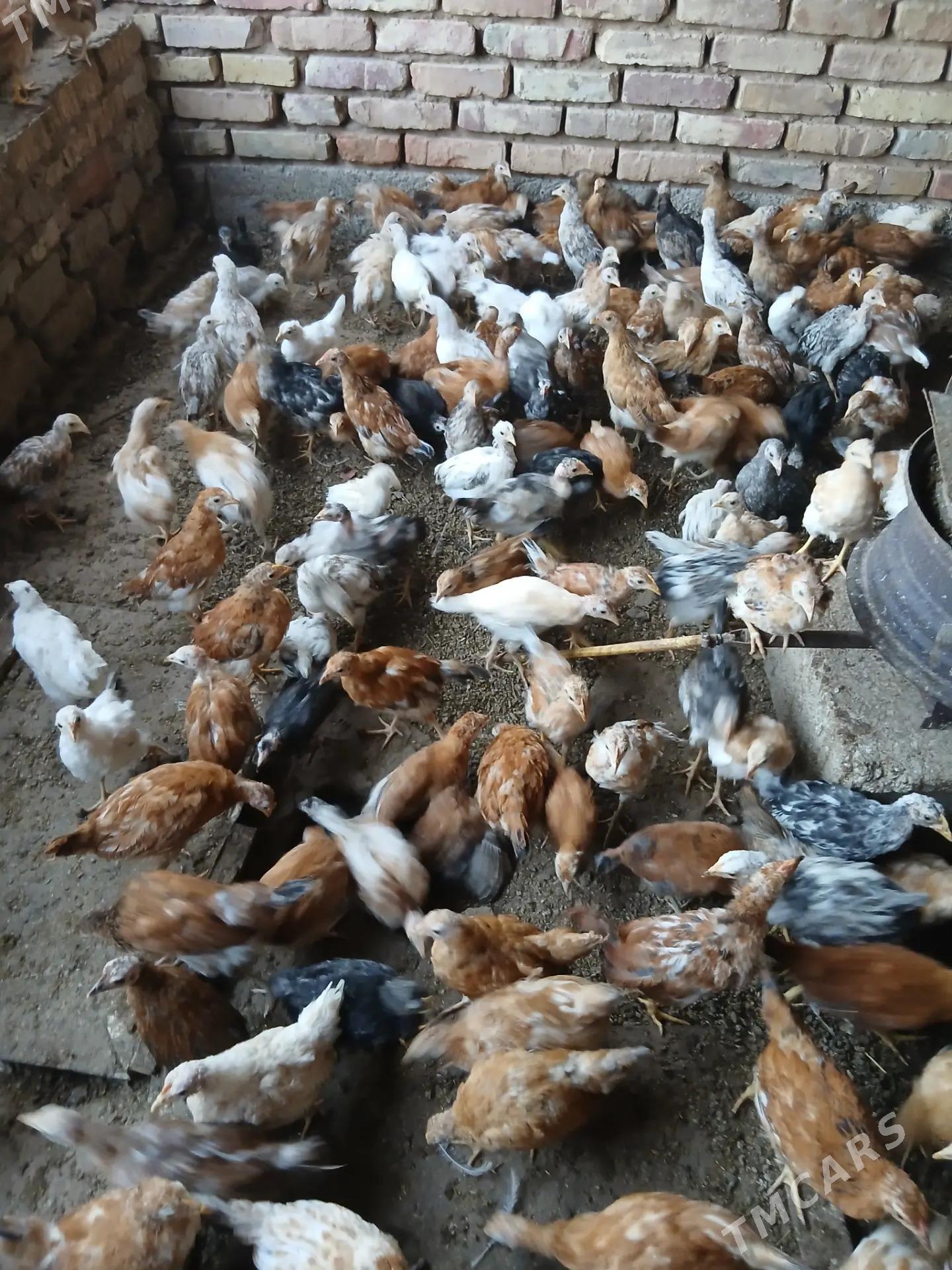 sagdyn jujeler - Babadaýhan - img 2