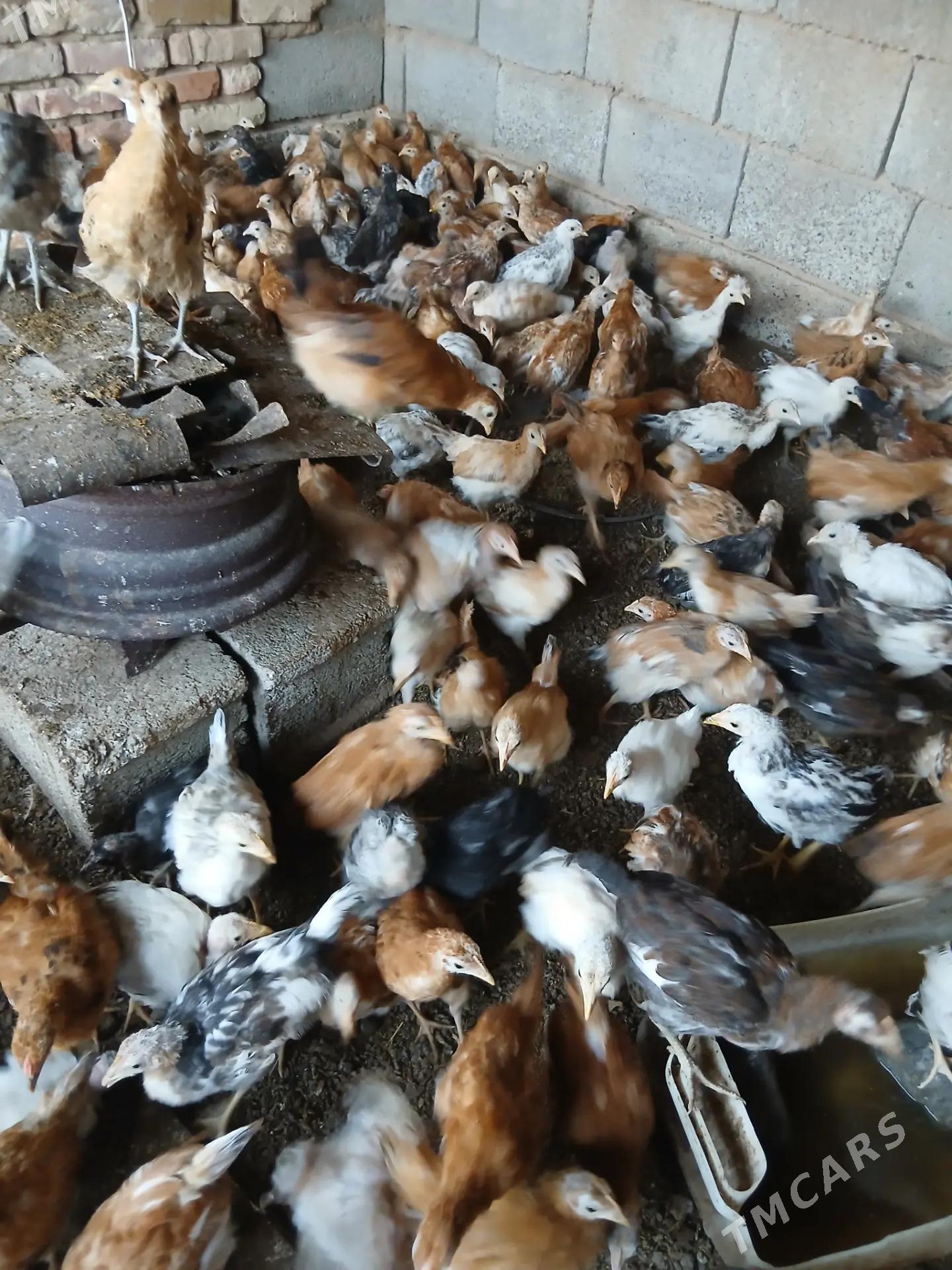 sagdyn jujeler - Babadaýhan - img 3