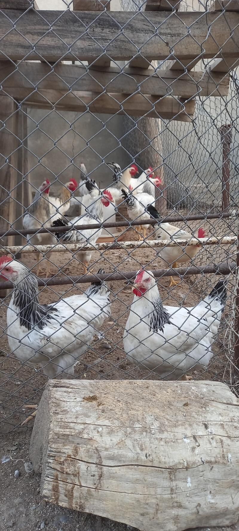 Adler horaz. Адлер  - Ашхабад - img 2