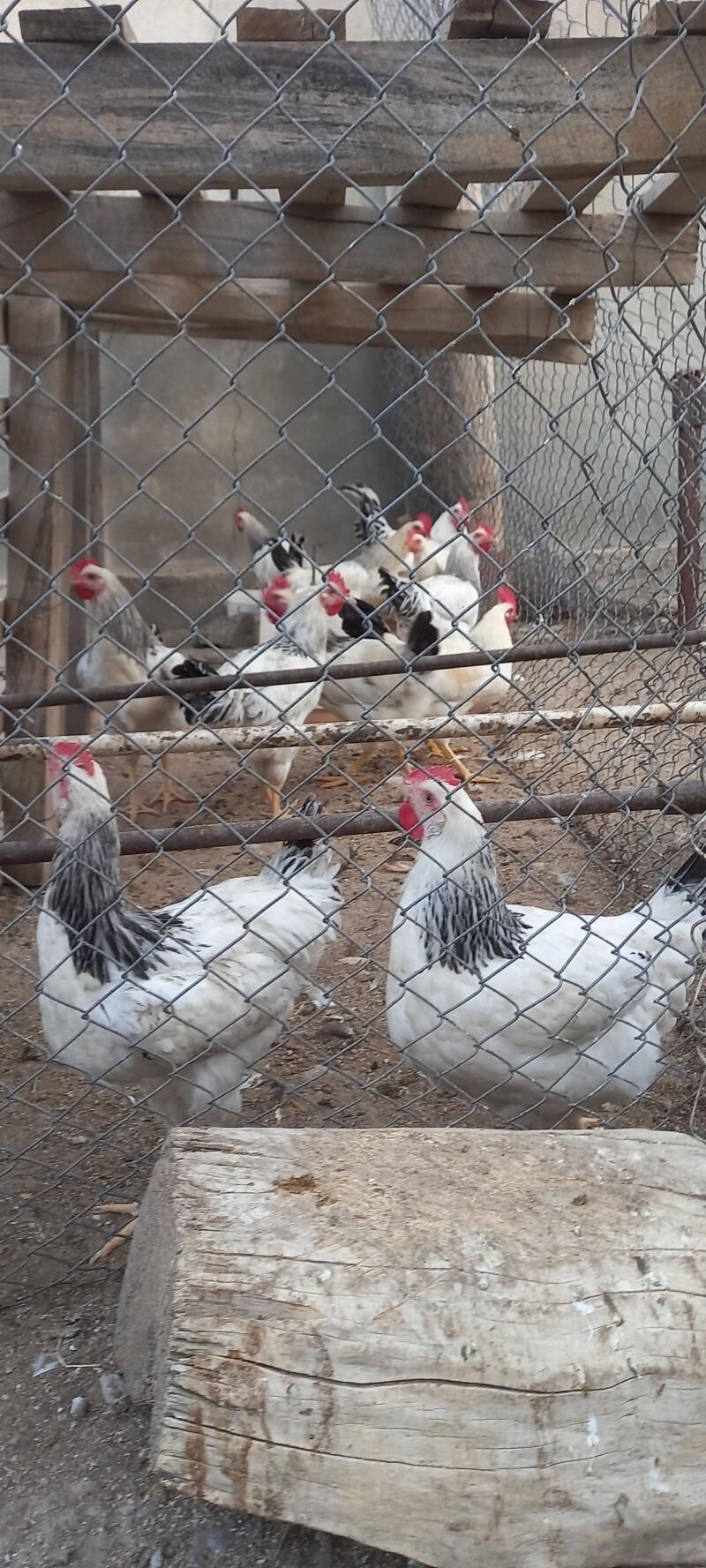 Adler horaz. Адлер  - Ашхабад - img 1