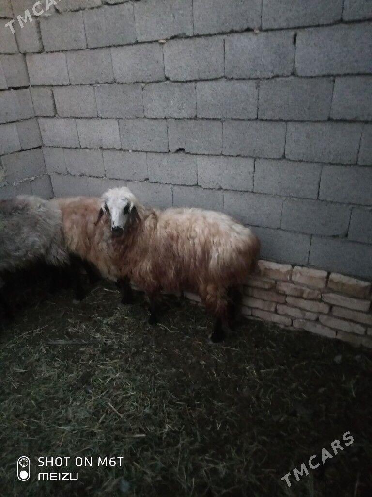 Goyun - Байрамали - img 1