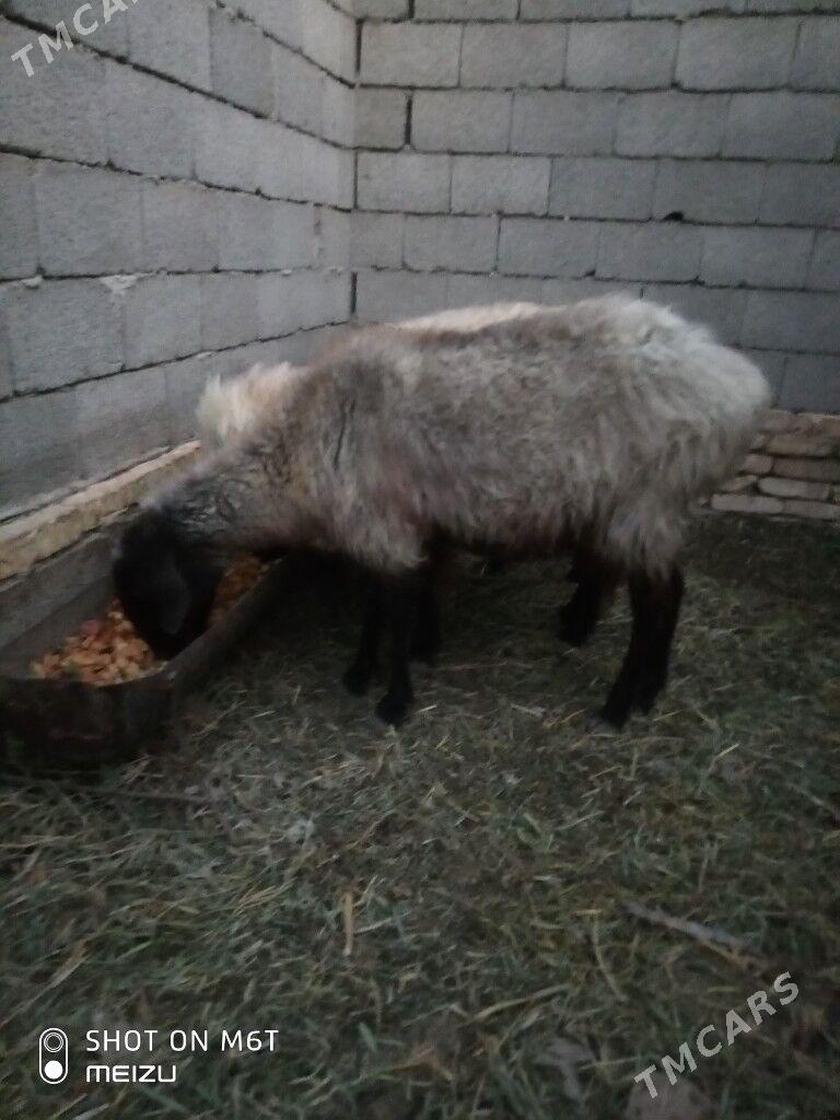 Goyun - Байрамали - img 3