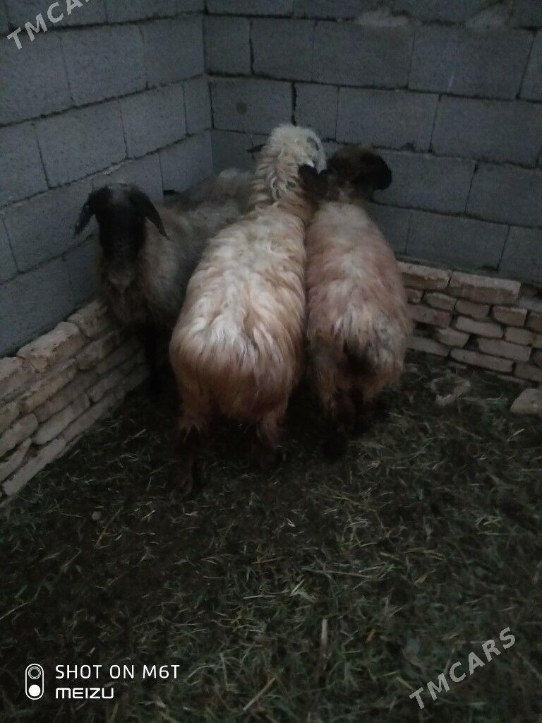 Goyun - Байрамали - img 2