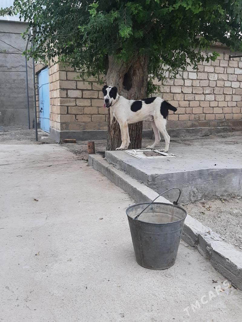 güjik - Gyzylarbat - img 1
