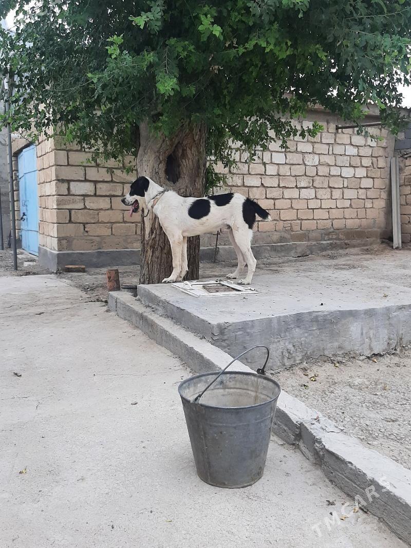 güjik - Gyzylarbat - img 3