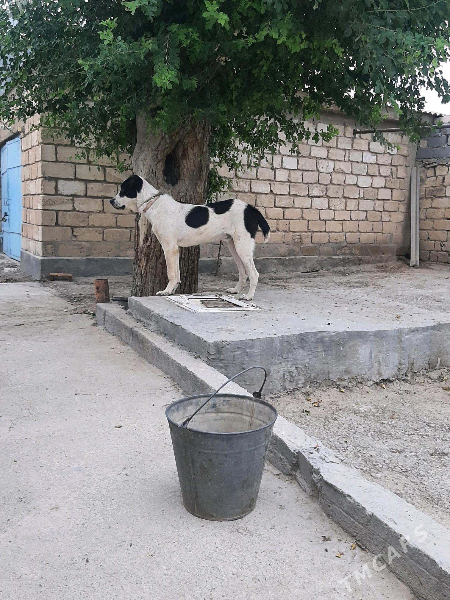 güjik - Gyzylarbat - img 2