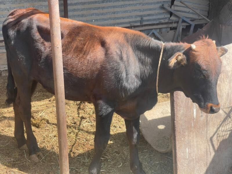 окуз - Türkmenabat - img 2