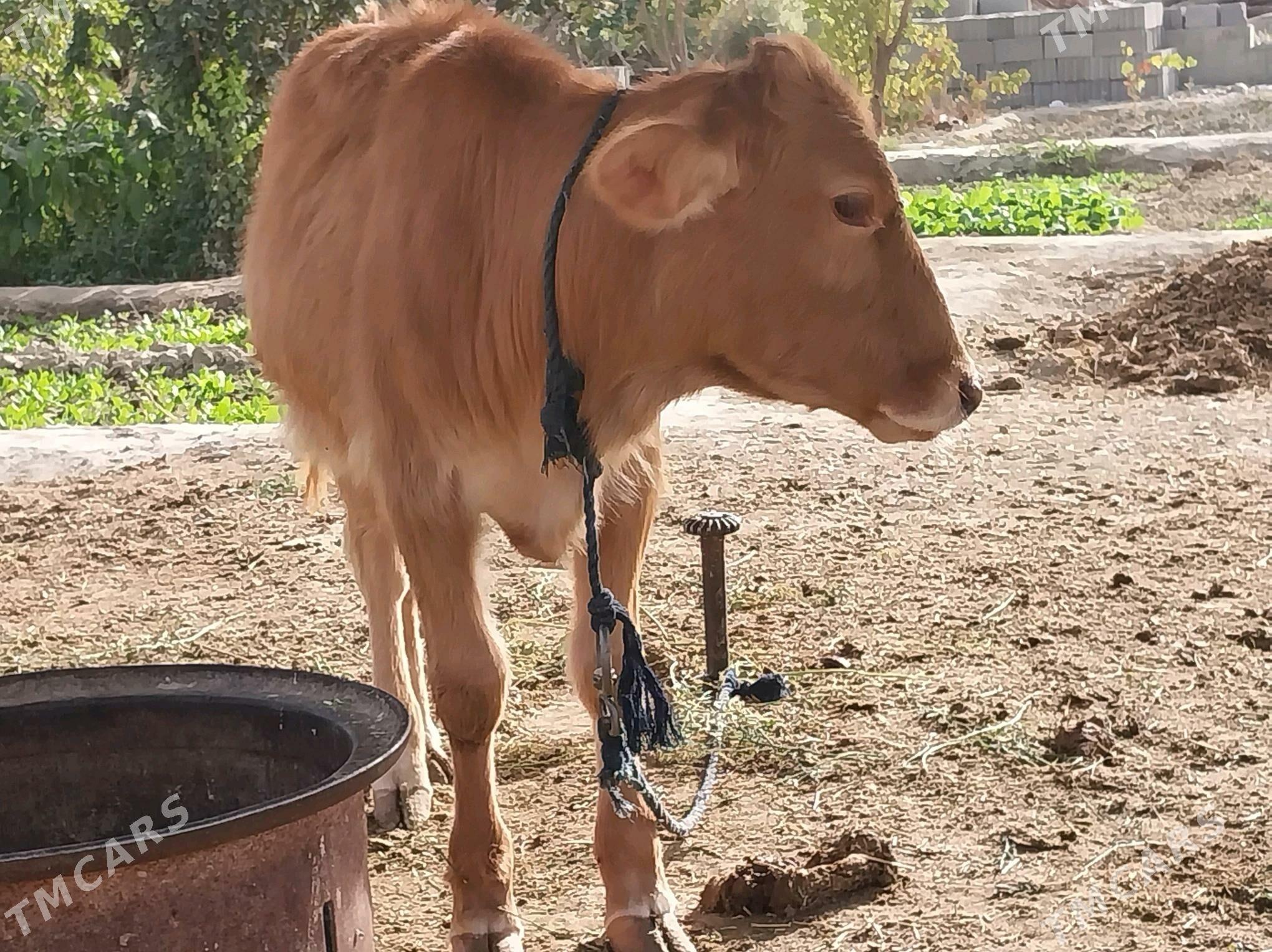 tuwe - Bäherden - img 2