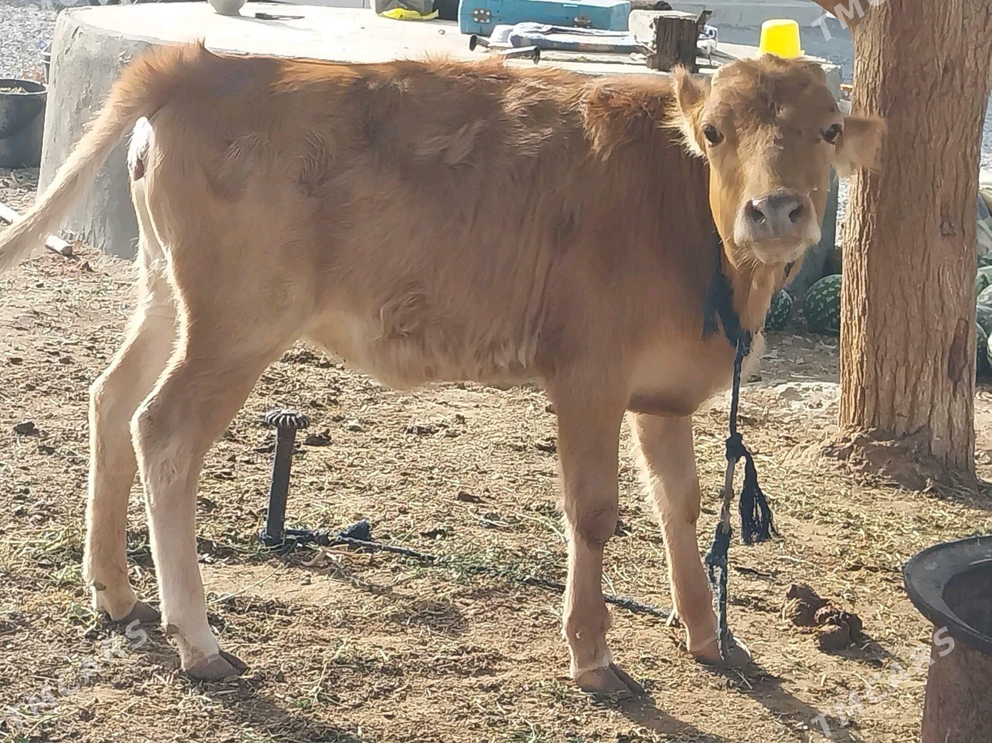 tuwe - Bäherden - img 1