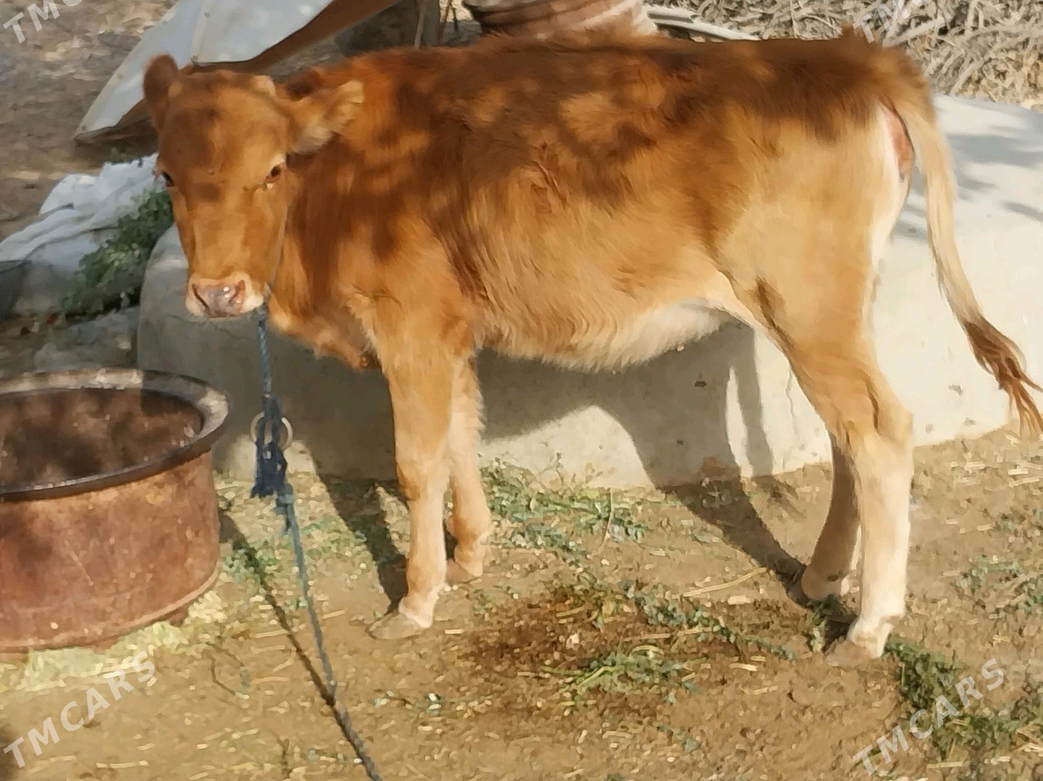 tuwe - Bäherden - img 3