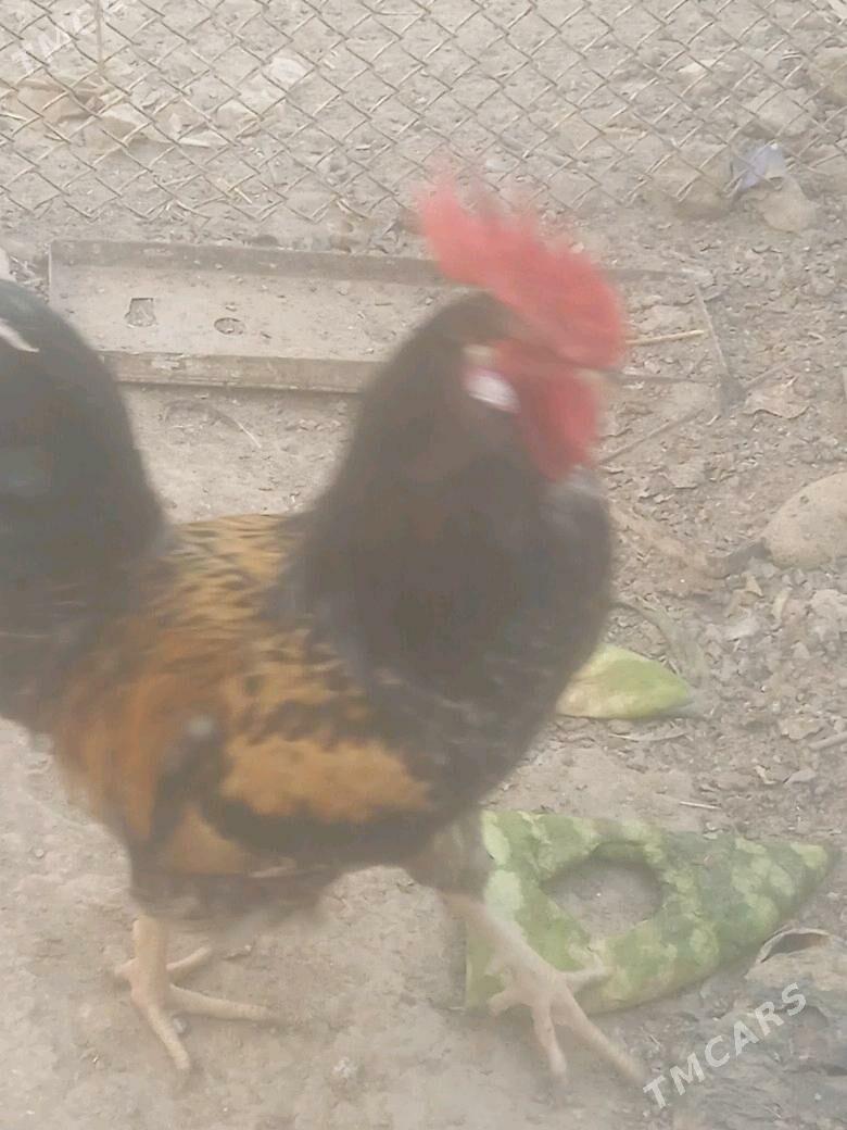 horaz - Векильбазар - img 1