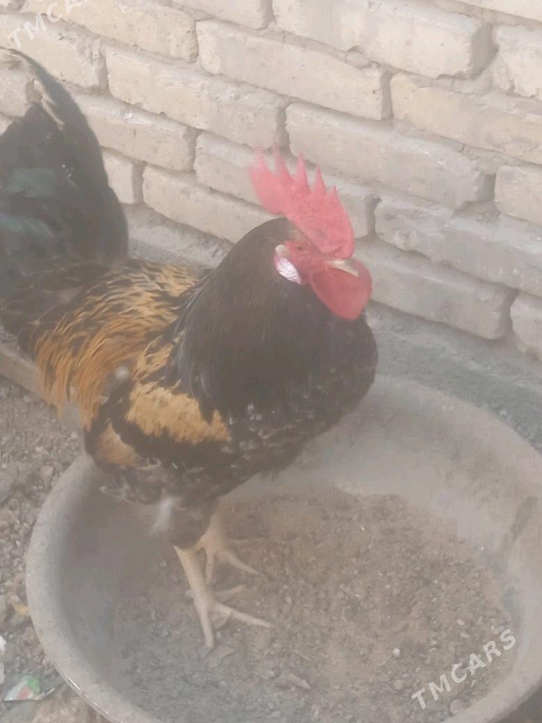 horaz - Векильбазар - img 2