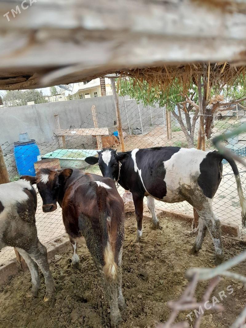 gole - Bagyr - img 3