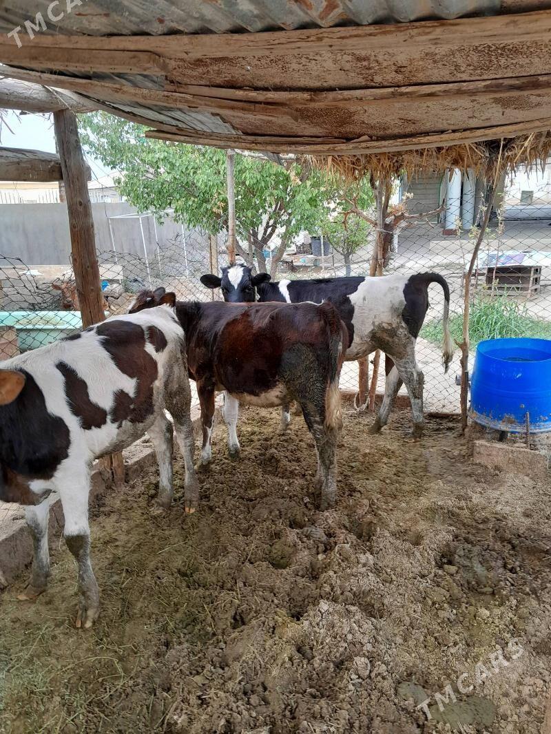 gole - Bagyr - img 4