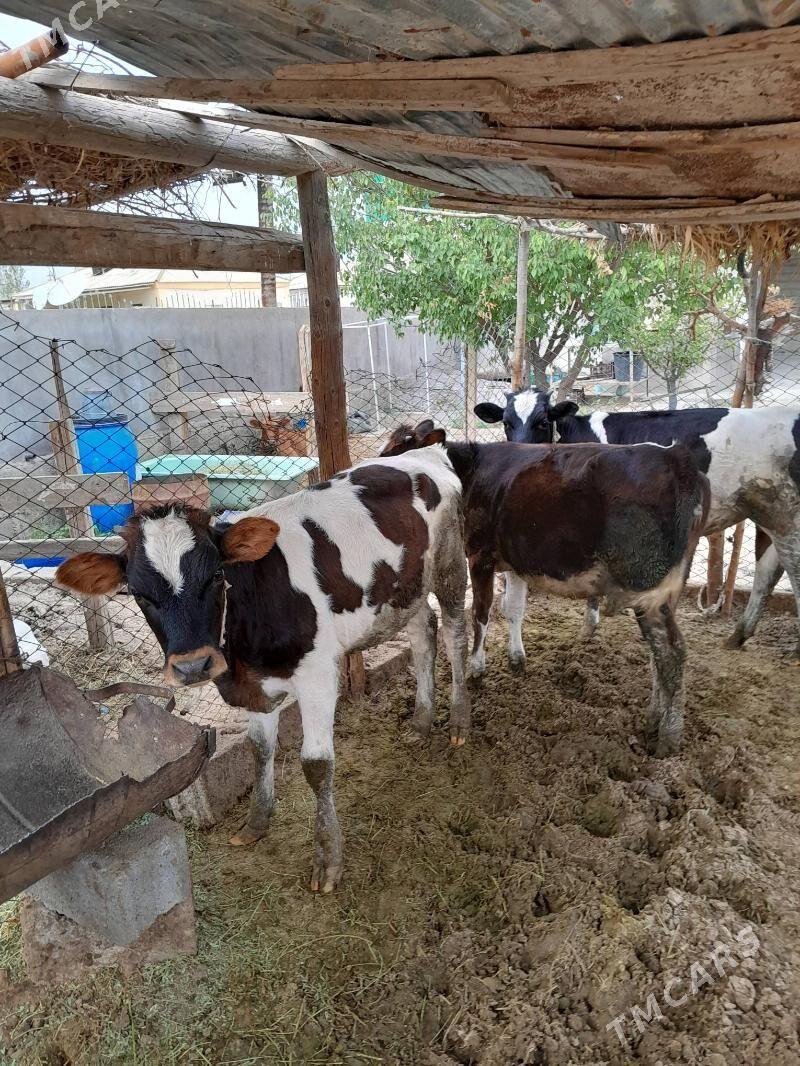 gole - Bagyr - img 5