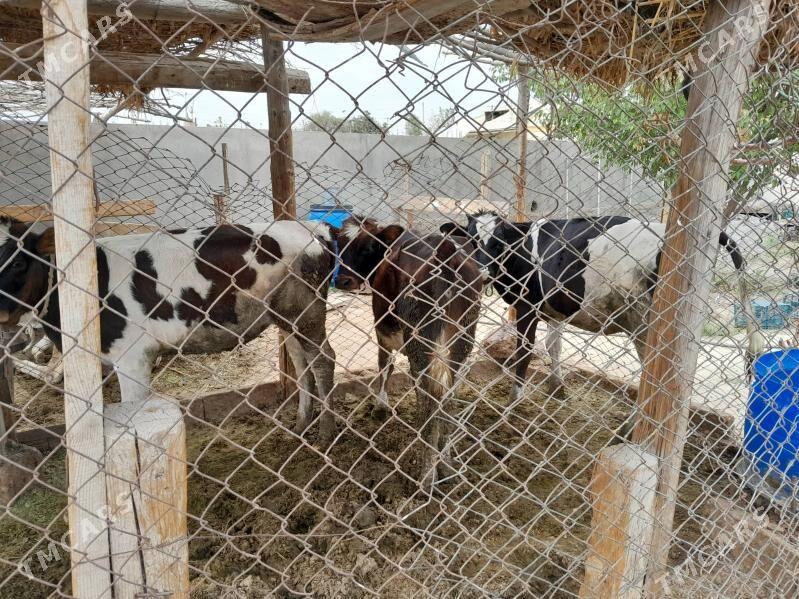 gole - Bagyr - img 2