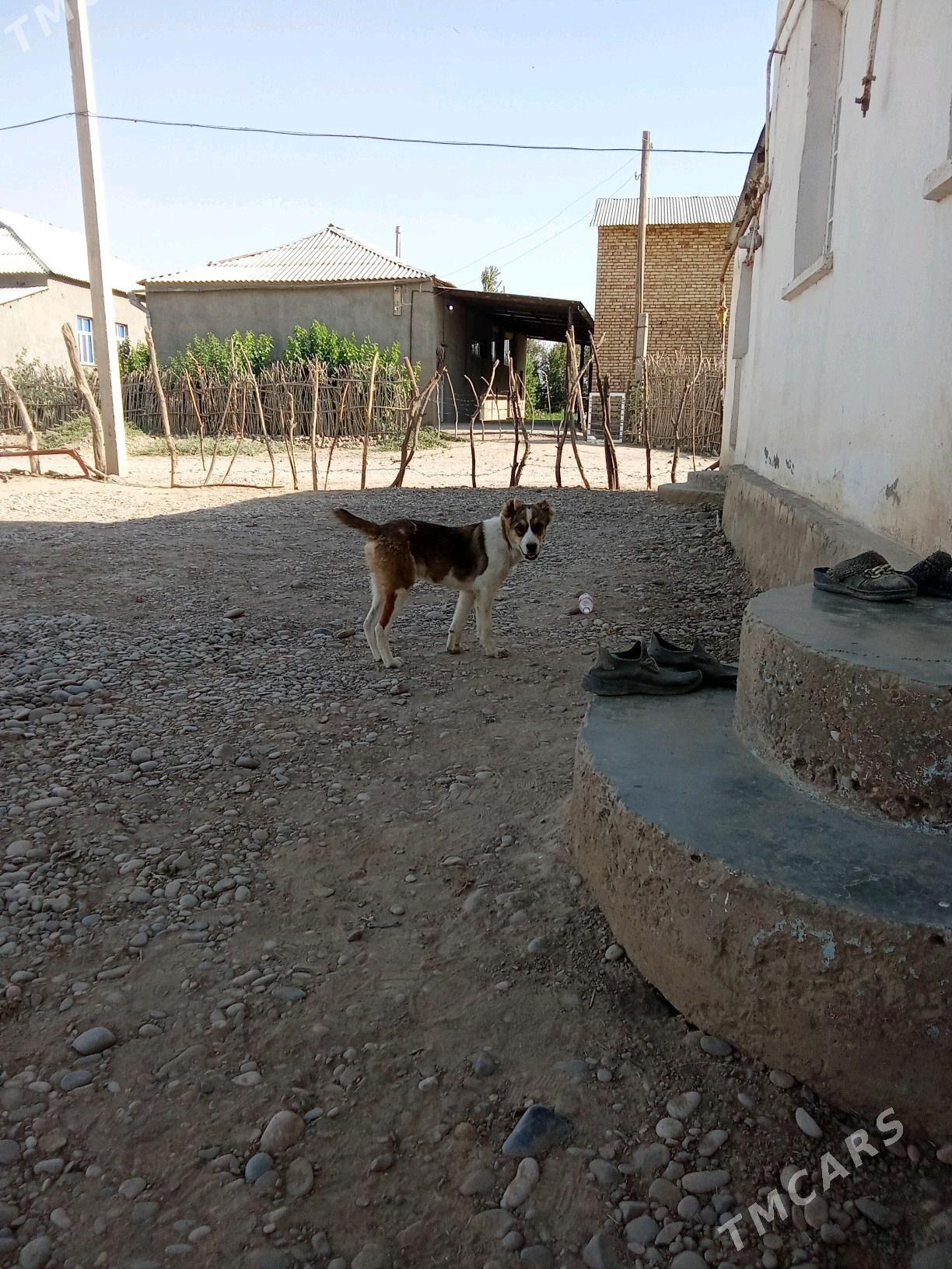 Goňurja - Tagtabazar - img 3