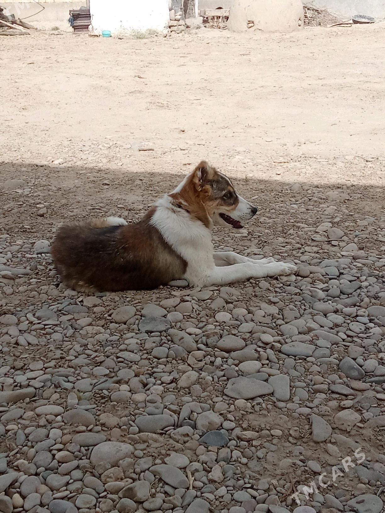 Goňurja - Tagtabazar - img 4