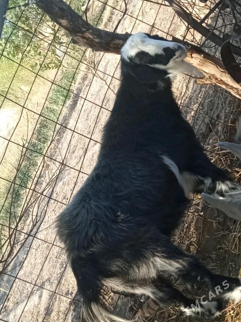 gockar - Şabat etr. - img 1