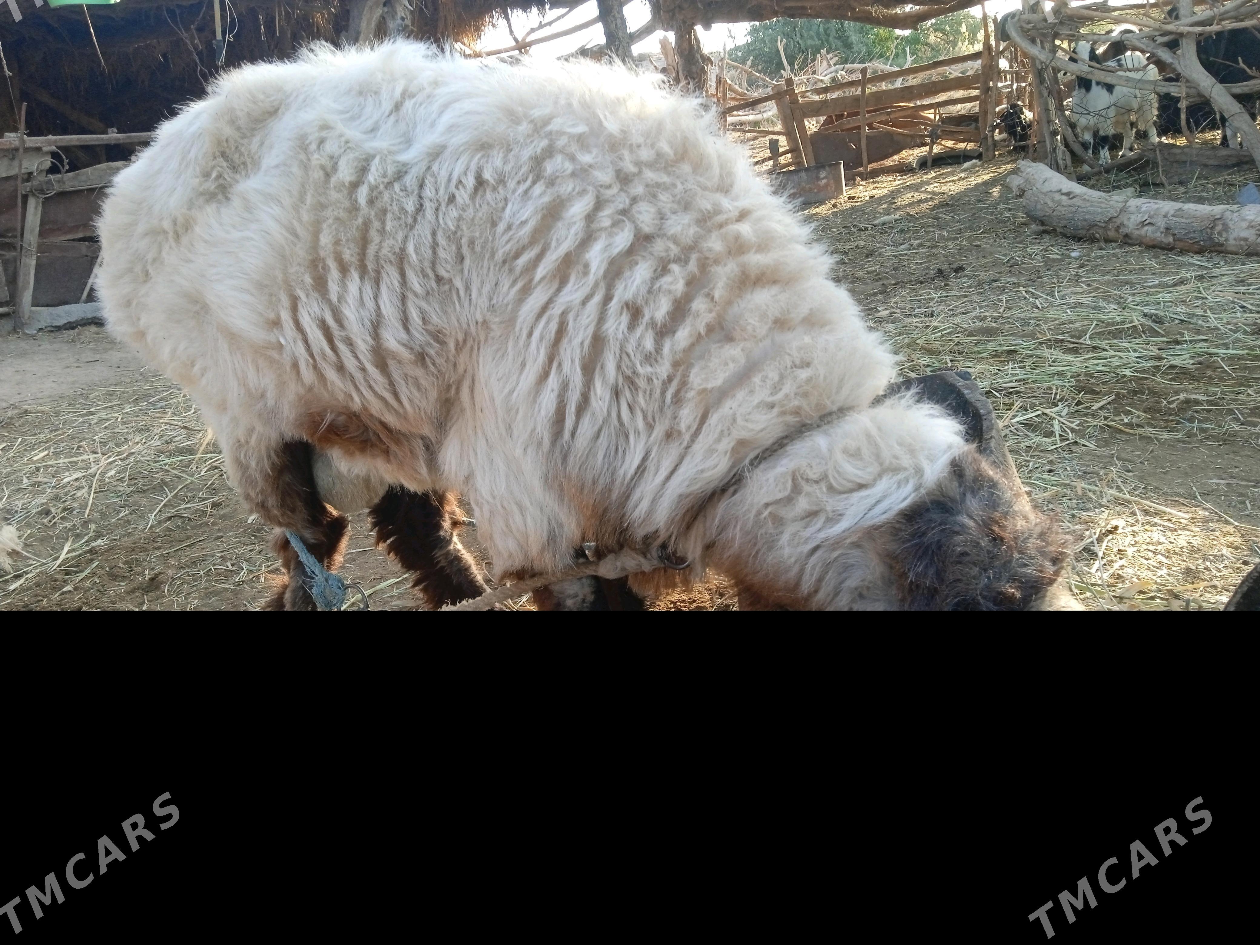 gockar - Şabat etr. - img 4