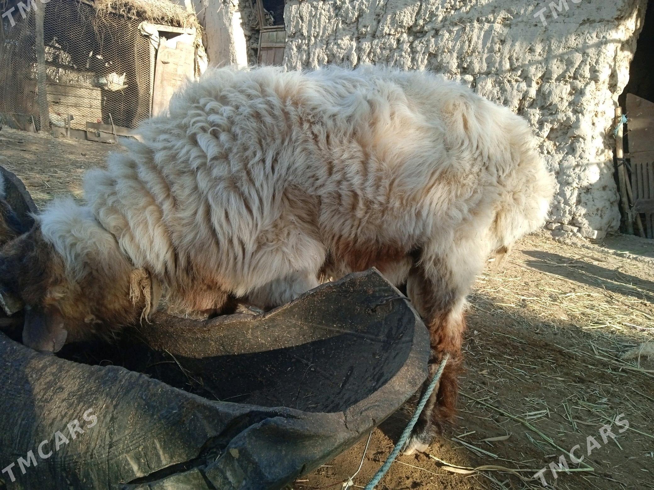 gockar - Şabat etr. - img 2