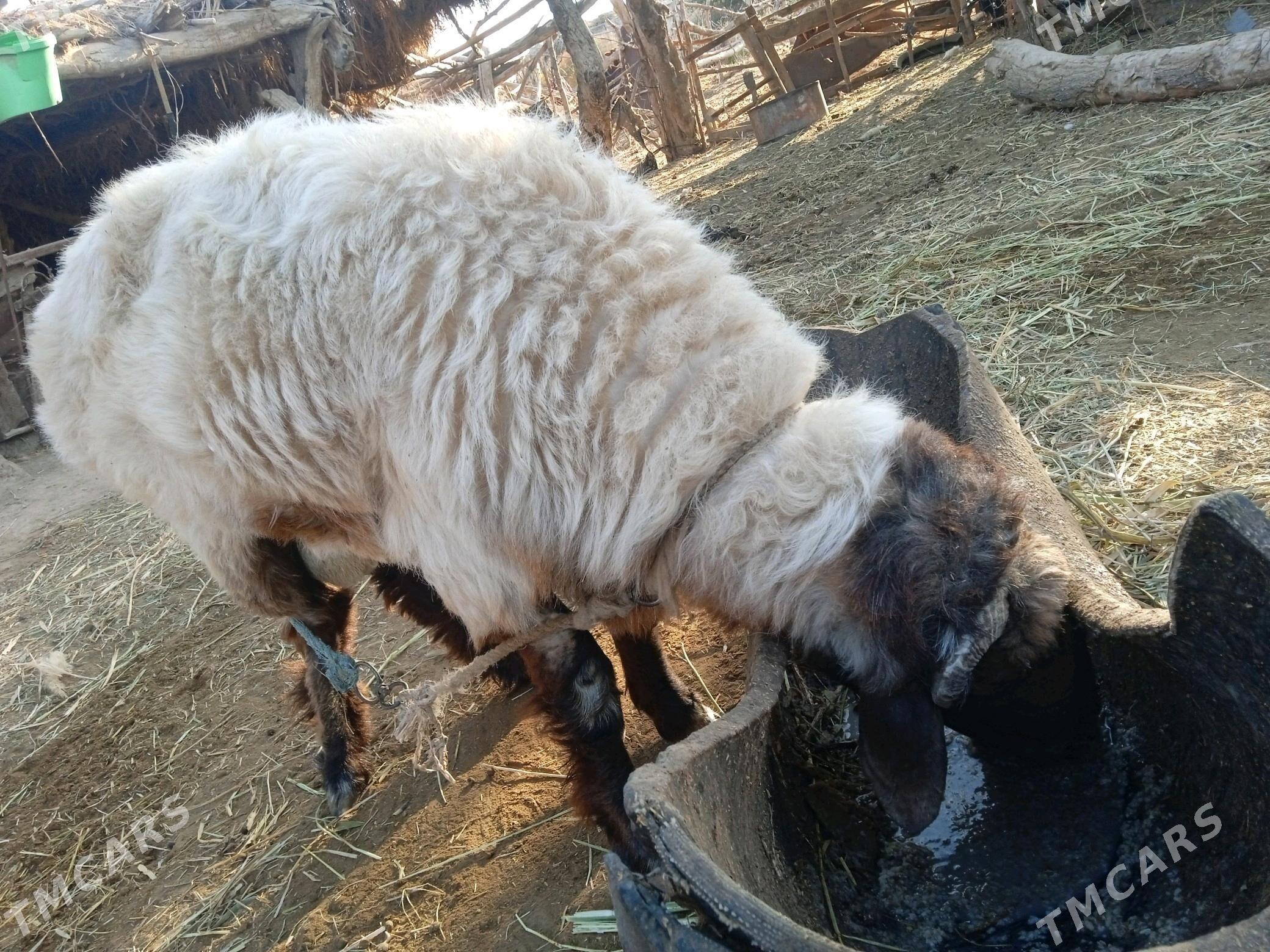 gockar - Şabat etr. - img 3