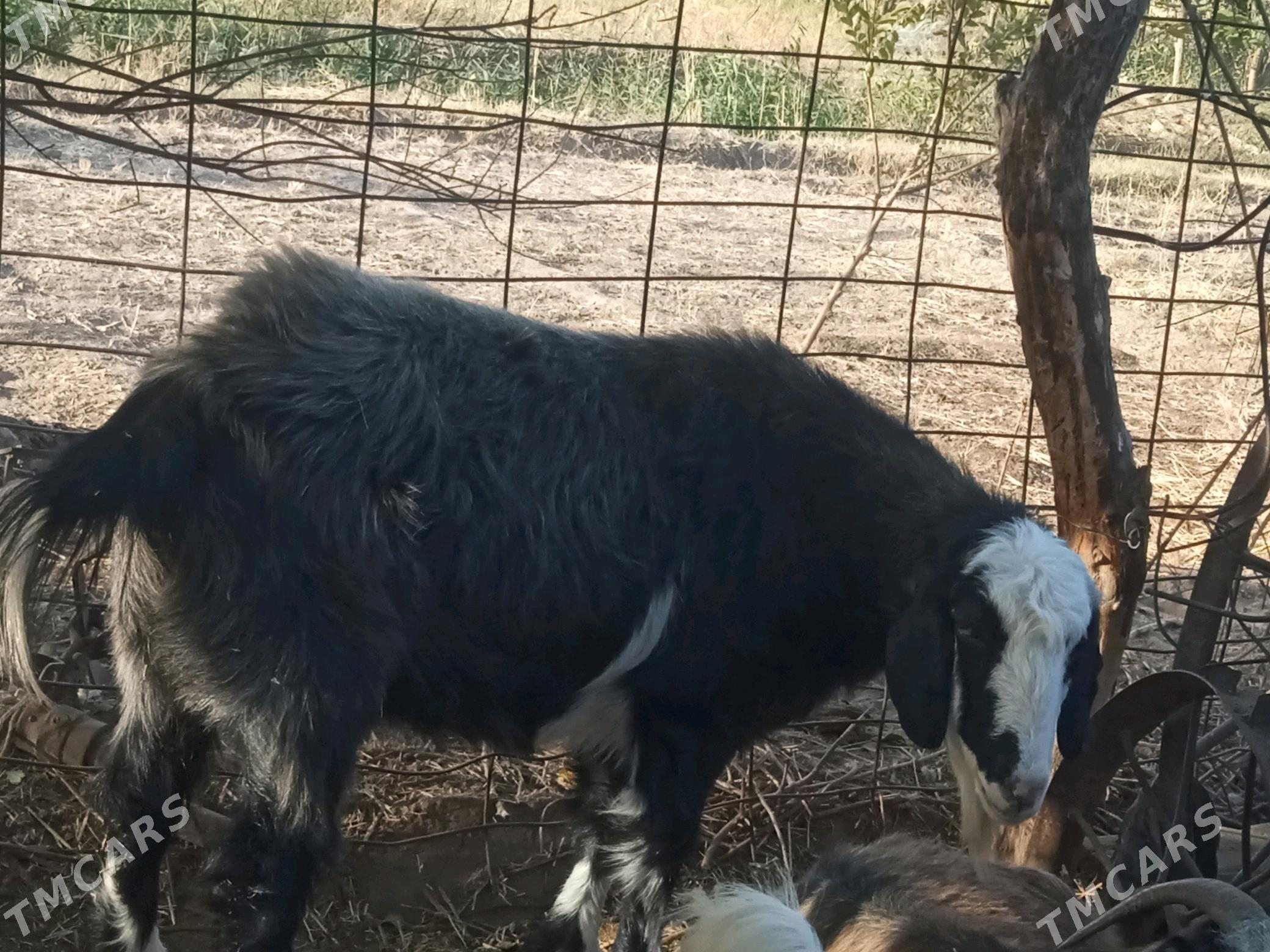 gockar - Şabat etr. - img 5