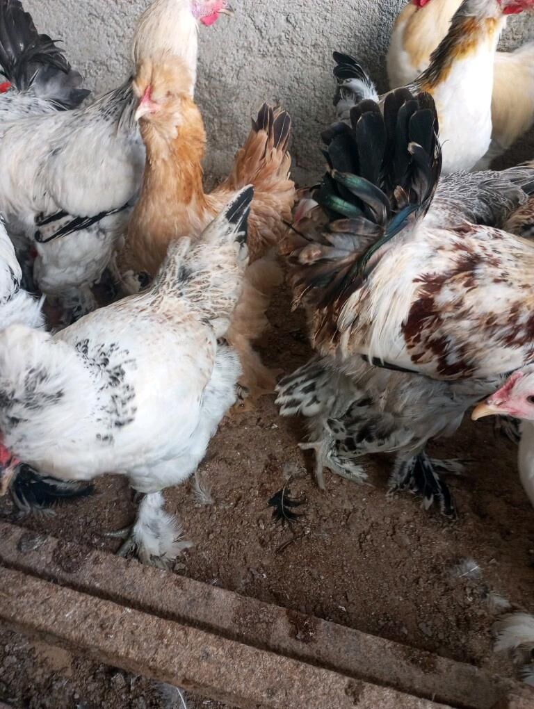 jüje - Тязе заман - img 1