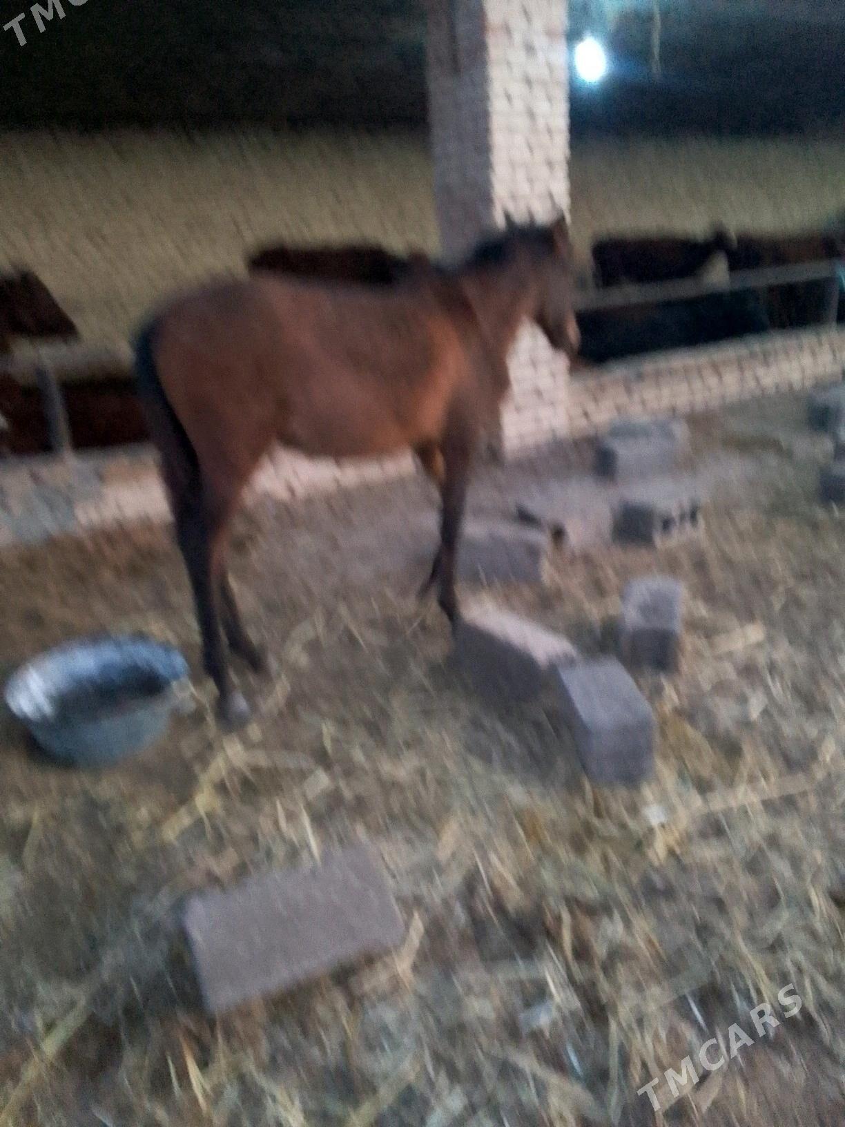 At satlyk - Türkmenabat - img 2