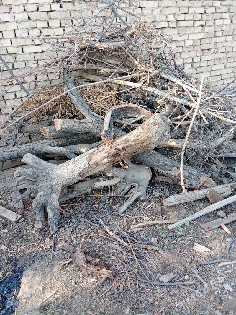 Töňňe, odunlyk - Köşi - img 4