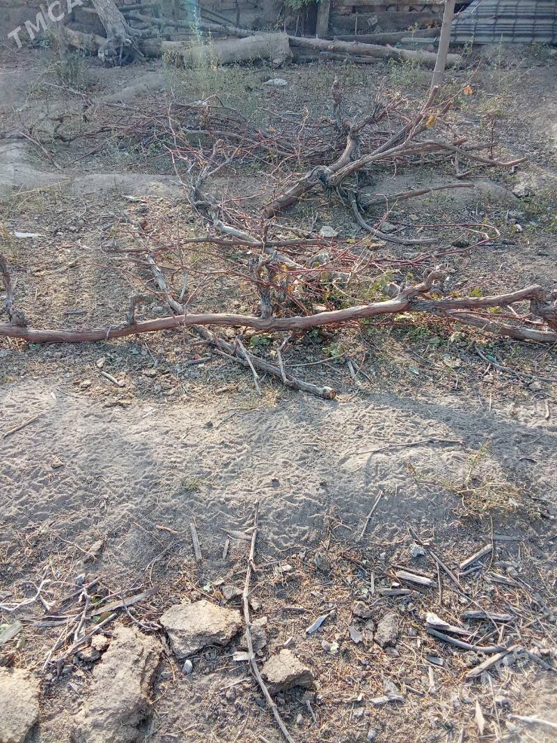 Töňňe, odunlyk - Köşi - img 2