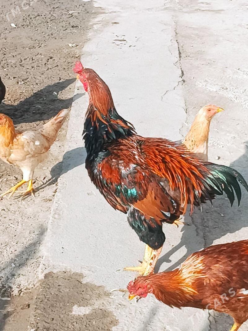 boyes horaz hem towuk - Мургап - img 1