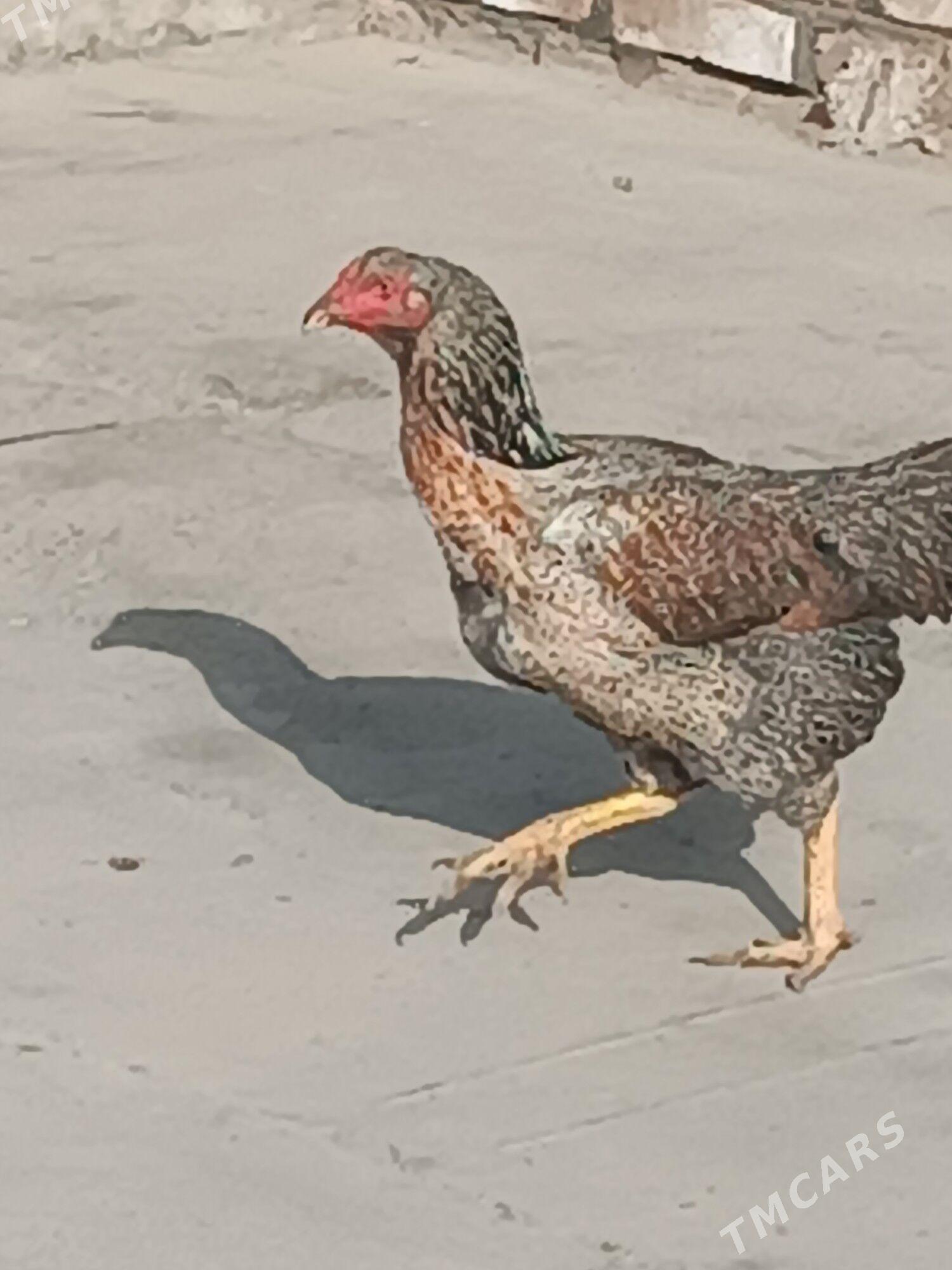 boyes horaz hem towuk - Мургап - img 2