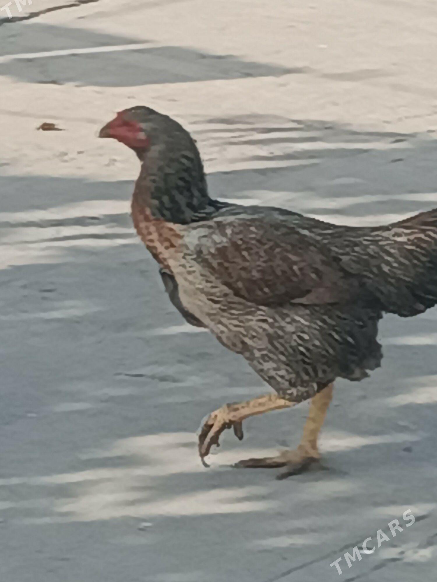 boyes horaz hem towuk - Мургап - img 4