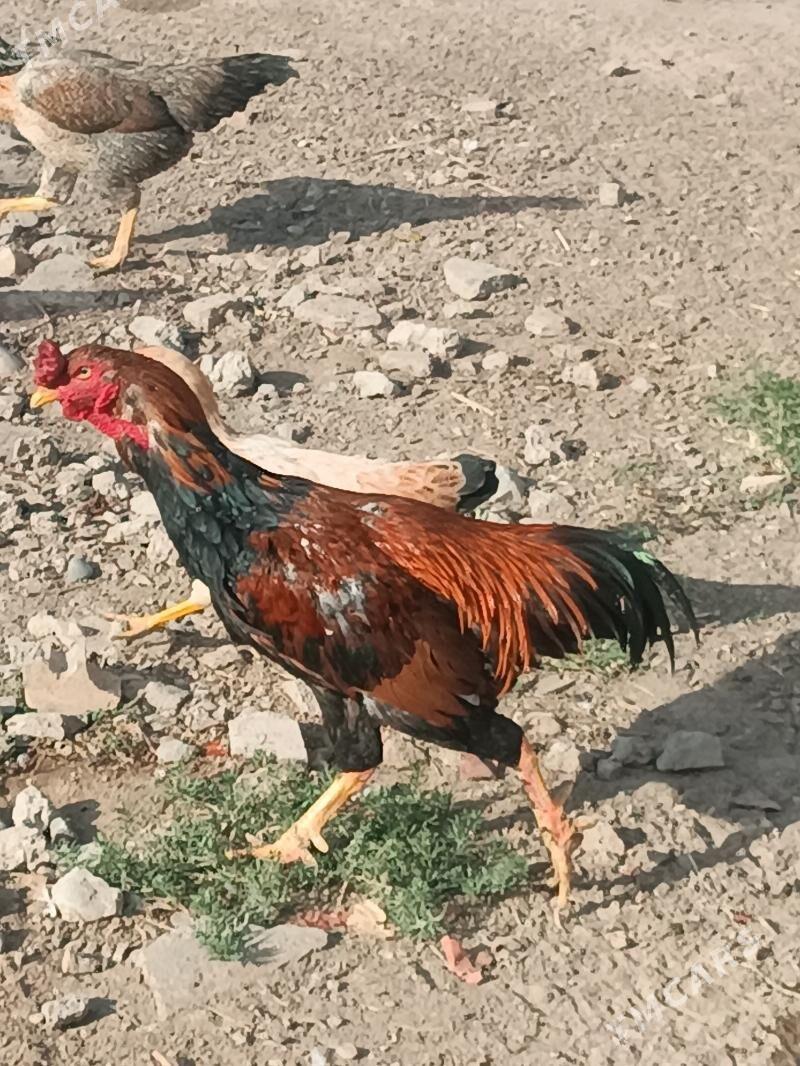 boyes horaz hem towuk - Мургап - img 3