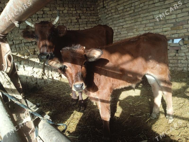 sygyr - Мары - img 3