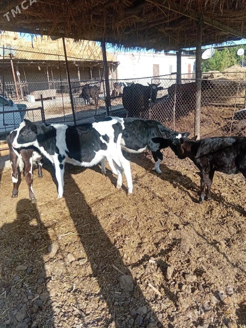 goleler - Туркменабат - img 1