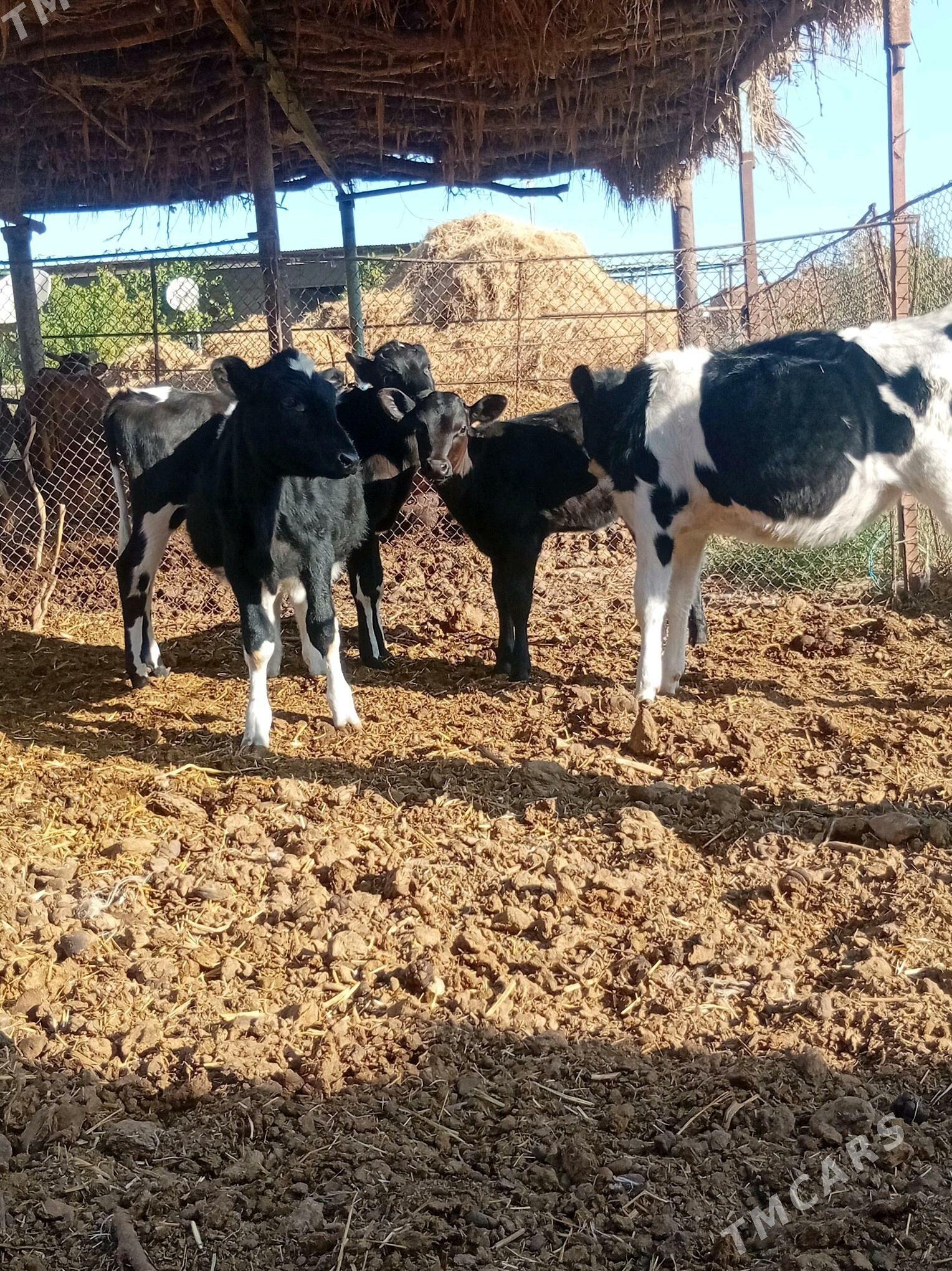 goleler - Туркменабат - img 2