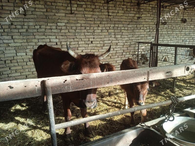 sygyr - Мары - img 2