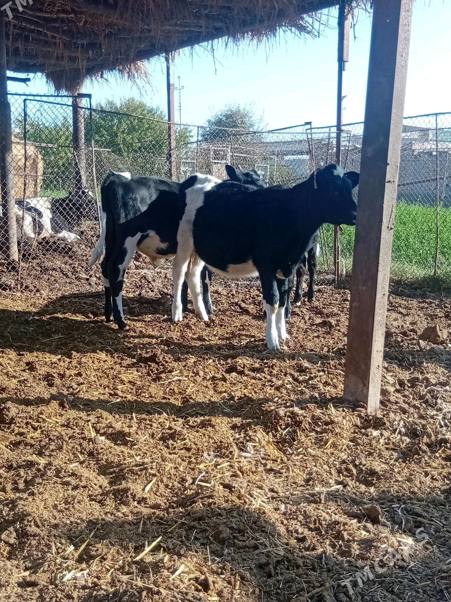 goleler - Туркменабат - img 4