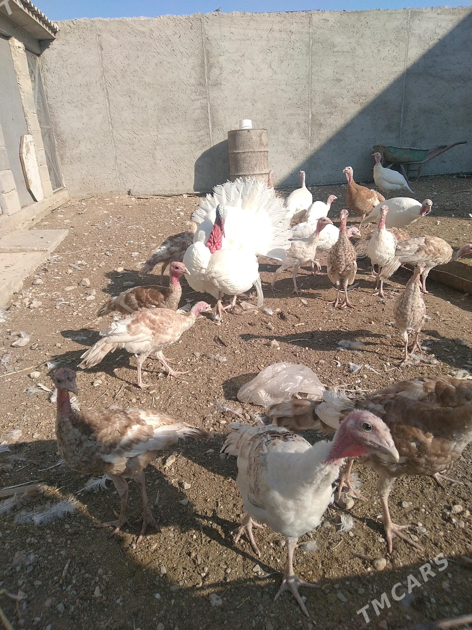 İnduk - Балканабат - img 2