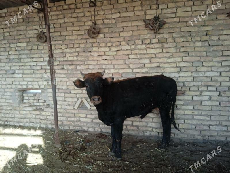 öküz - Мары - img 2