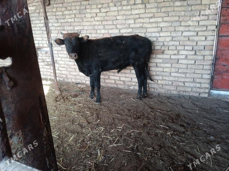 öküz - Мары - img 3