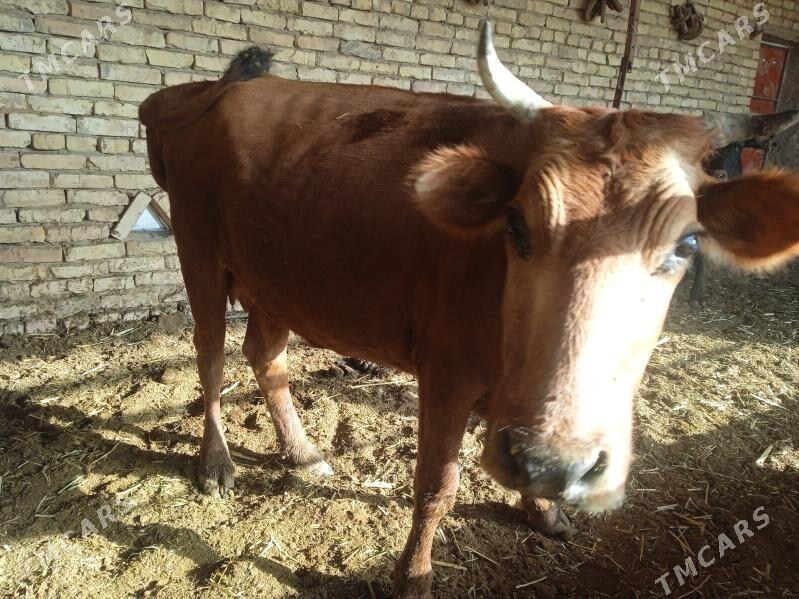 sygyr - Mary - img 3