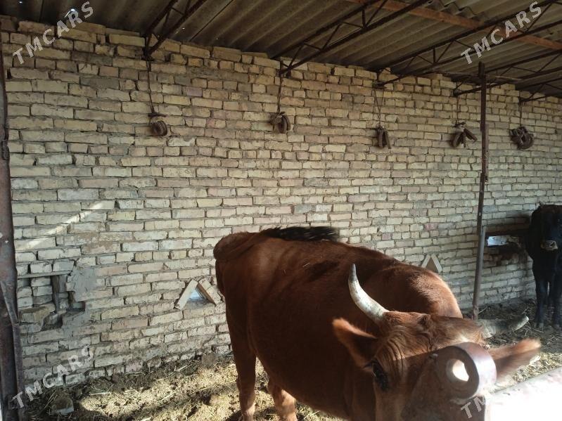 sygyr - Mary - img 2