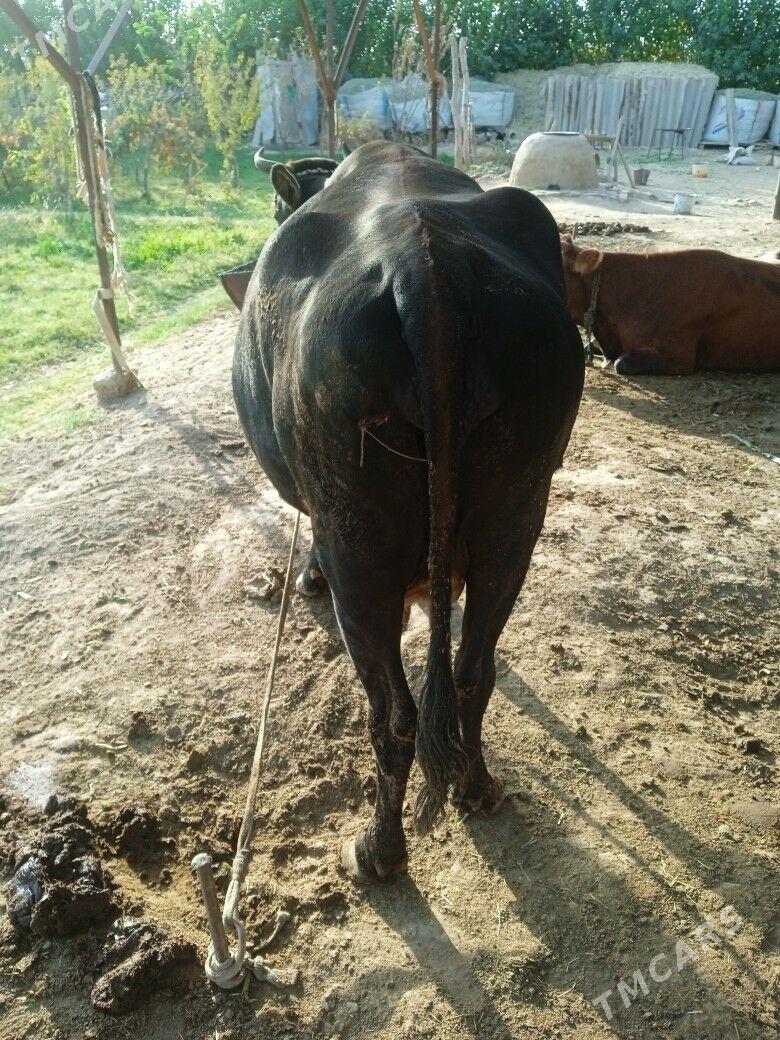 sygyr - Мары - img 2