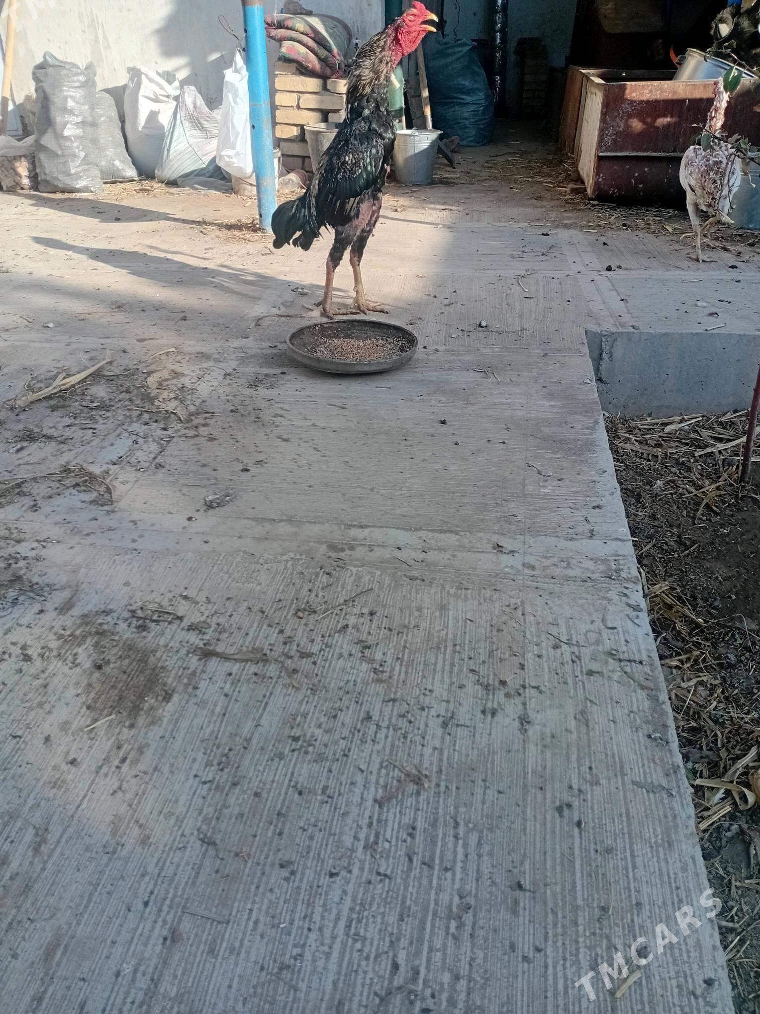 horaz - Türkmenabat - img 2